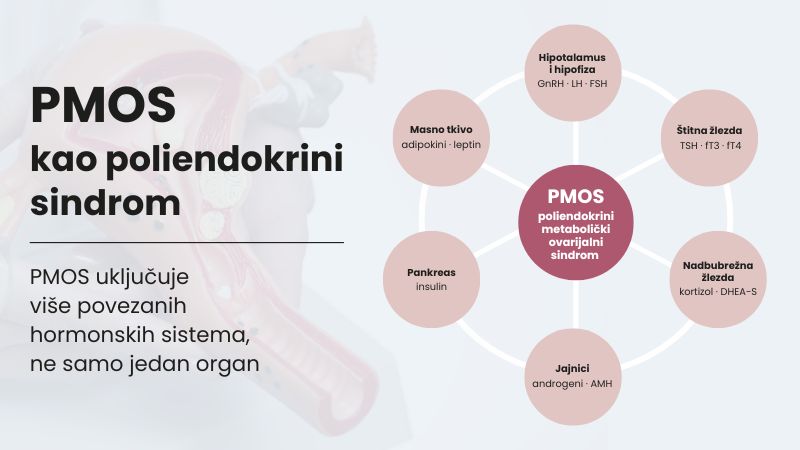 Infografik PMOS kao poliendokrini sindrom prikazuje povezanost više hormonskih sistema, uključujući jajnike, pankreas, štitnu žlezdu, nadbubrežne žlezde, masno tkivo i hipotalamus sa hipofizom.