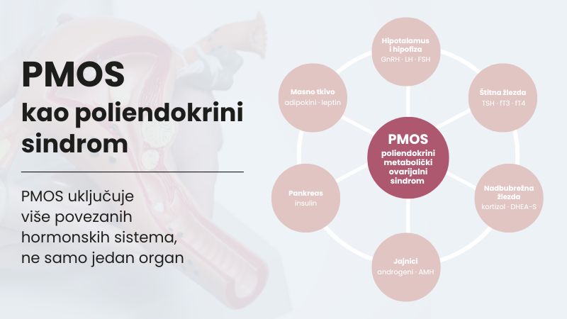 nfografik PMOS kao poliendokrini sindrom prikazuje povezanost više hormonskih sistema, uključujući jajnike, pankreas, štitnu žlezdu, nadbubrežne žlezde, masno tkivo i hipotalamus sa hipofizom.