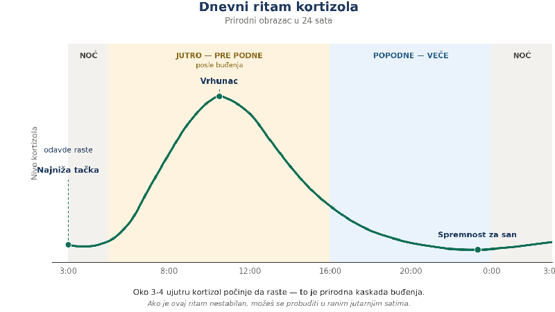 Dnevni ritam kortizola – zašto nivo počinje da raste oko 3-4 ujutru i izaziva rano buđenje